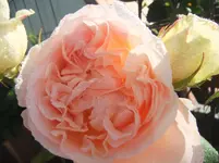 DSCF3056.webp