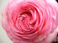 DSCF3060.webp