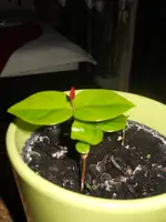 DSCN0750.webp