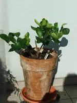 DSCF3054.webp