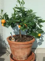 DSCF3050.webp