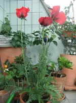 DSCF3017.webp