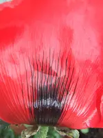 DSCF3023.webp