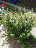 Bild 015.webp