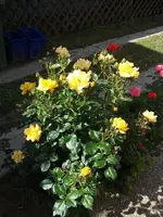 Bild 013.webp