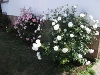 Bild 017.webp