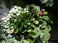 Bild 027.webp