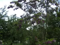 BILD0533.webp