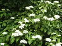 BILD0523.webp