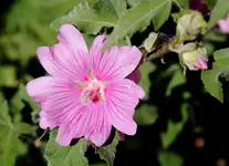 Lavatera olbia.webp