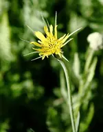 Bocksbart.webp