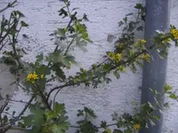 BILD0377.webp