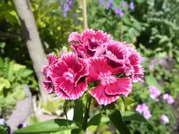 010.webp