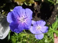 Storchi blau.webp