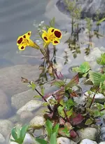 Gauklerblume2_kleiner.webp