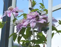 Josephine mit Hummel_Besuch_kleiner.webp