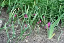 Allium oreophilum_kleiner.webp
