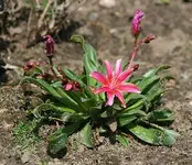 Bitterwurz Lewisia cotyleon_kleiner.webp