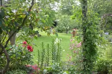 Garten Mai4 031.webp