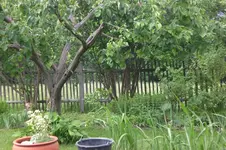 Garten Mai4 032.webp