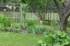 Garten Mai4 036.webp