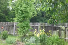 Garten Mai4 037.webp