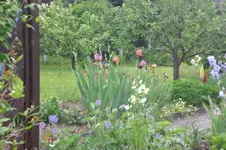 Garten Mai4 038.webp