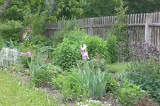 Garten Mai4 040.webp