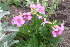 Garten Mai4 041.webp