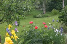 Garten Mai4 042.webp