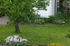 Garten Mai4 044.webp