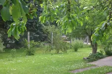 Garten Mai4 045.webp