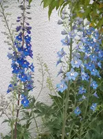 DSCF0407.webp