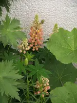 DSCF0411.webp
