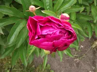 DSCF0413.webp