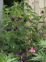 DSCF0412.webp