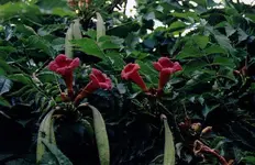 campsis.rad.webp