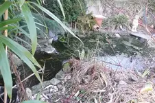 Teich (1).webp