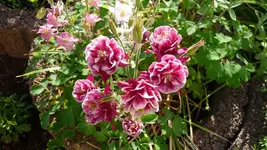 K800_unsere Terrasse 023.webp