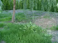 SDC10416.webp