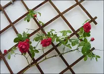 vor_nach_3.webp