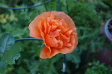 DSC05208.webp