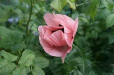 DSC05215.webp