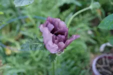 DSC05216.webp