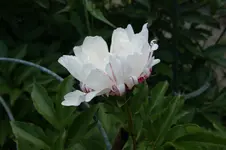 DSC05217.webp