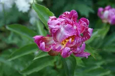 DSC05218.webp