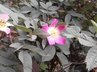 P150511_17.09.webp