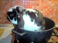 Hase.webp