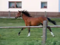 129.webp