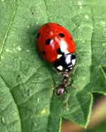 P5248952 Flüstern.webp
